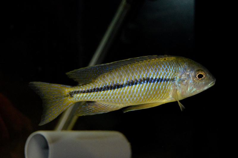 Nyassachromis nigritaeniatus 'Chipoka'